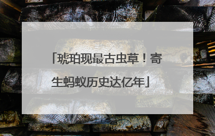 琥珀现最古虫草！寄生蚂蚁历史达亿年