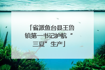 省派鱼台县王鲁镇第一书记护航“三夏”生产