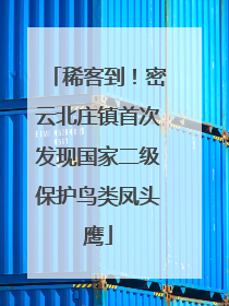 稀客到！密云北庄镇首次发现国家二级保护鸟类凤头鹰