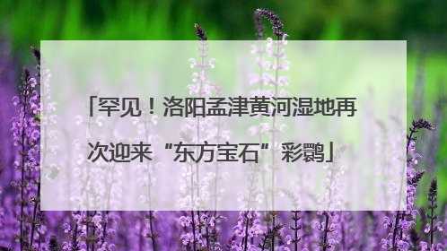 罕见！洛阳孟津黄河湿地再次迎来“东方宝石”彩鹮