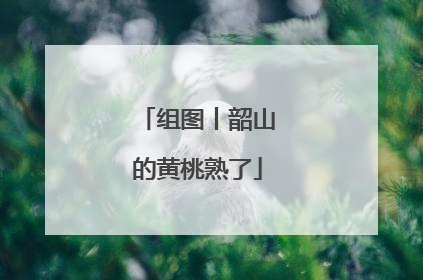 组图丨韶山的黄桃熟了