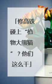 修高铁碰上“植物大熊猫”？他们这么干