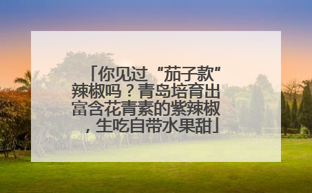 你见过“茄子款”辣椒吗？青岛培育出富含花青素的紫辣椒，生吃自带水果甜