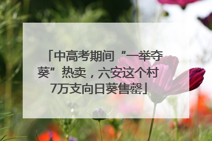 中高考期间“一举夺葵”热卖，六安这个村7万支向日葵售罄