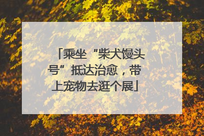 乘坐“柴犬馒头号”抵达治愈，带上宠物去逛个展