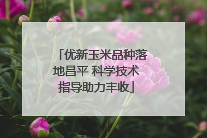 优新玉米品种落地昌平 科学技术指导助力丰收