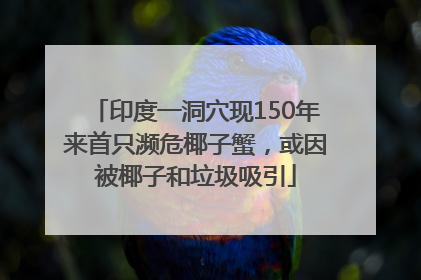 印度一洞穴现150年来首只濒危椰子蟹，或因被椰子和垃圾吸引