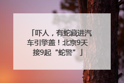 吓人，有蛇藏进汽车引擎盖！北京9天接9起“蛇警”