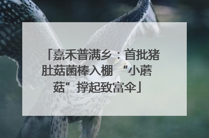 嘉禾普满乡：首批猪肚菇菌棒入棚 “小蘑菇”撑起致富伞