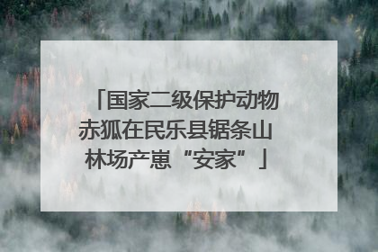 国家二级保护动物赤狐在民乐县锯条山林场产崽“安家”