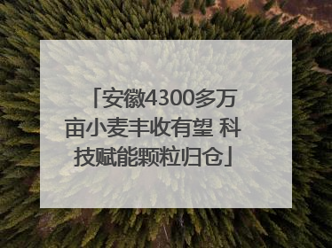 安徽4300多万亩小麦丰收有望 科技赋能颗粒归仓