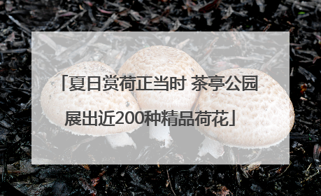 夏日赏荷正当时 茶亭公园展出近200种精品荷花