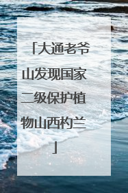 大通老爷山发现国家二级保护植物山西杓兰