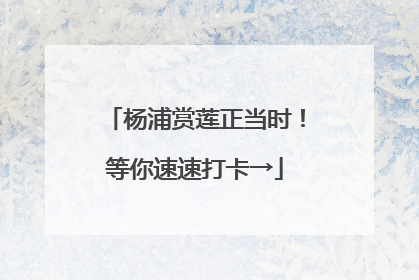 杨浦赏莲正当时！等你速速打卡→
