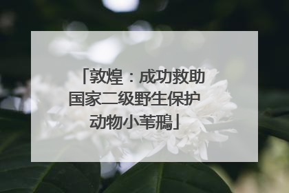 敦煌：成功救助国家二级野生保护动物小苇鳽