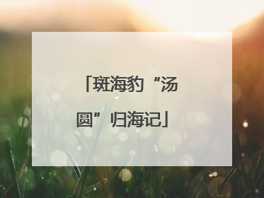 斑海豹“汤圆”归海记