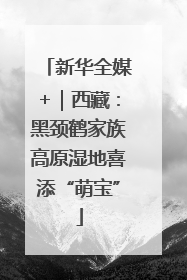 新华全媒+｜西藏：黑颈鹤家族高原湿地喜添“萌宝”