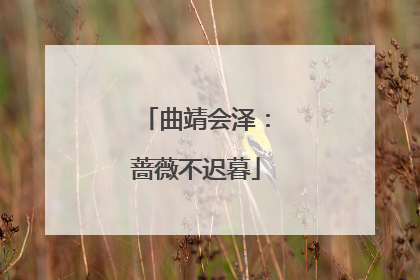 曲靖会泽：蔷薇不迟暮