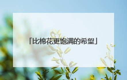 比棉花更饱满的希望