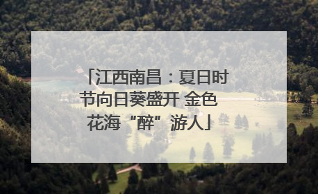 江西南昌：夏日时节向日葵盛开 金色花海“醉”游人