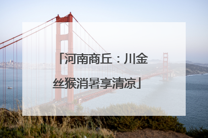 河南商丘：川金丝猴消暑享清凉