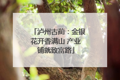 泸州古蔺：金银花开香满山 产业铺就致富路