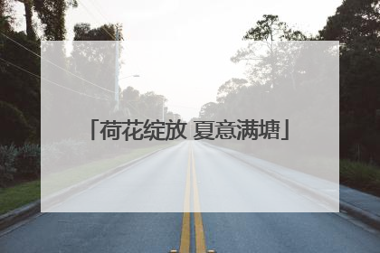 荷花绽放 夏意满塘