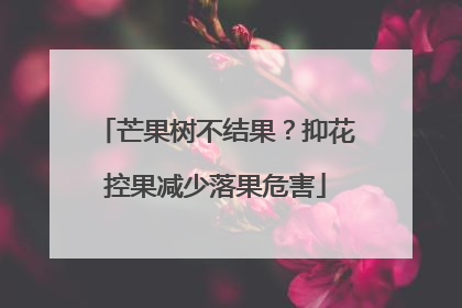 芒果树不结果？抑花控果减少落果危害
