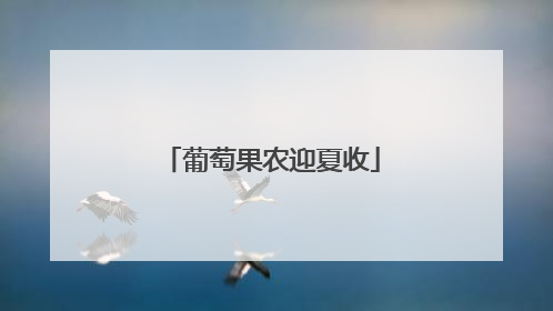 葡萄果农迎夏收