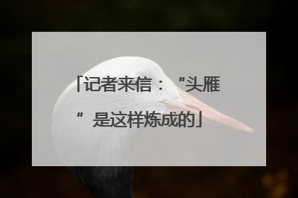 记者来信:“头雁”是这样炼成的