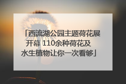 西流湖公园主题荷花展开幕 110余种荷花及水生植物让你一次看够
