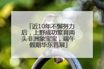 近10年不懈努力后，上野成功繁育两头非洲象宝宝，端午假期华东首展