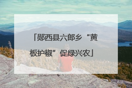郧西县六郎乡“黄板护椒”促绿兴农