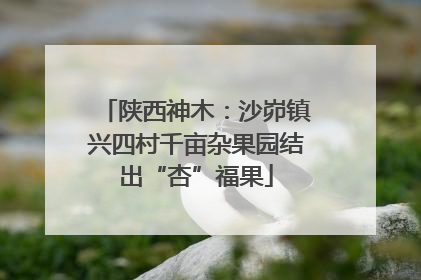 陕西神木：沙峁镇兴四村千亩杂果园结出“杏”福果