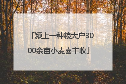 颍上一种粮大户3000余亩小麦喜丰收