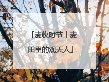 麦收时节丨麦田里的观天人