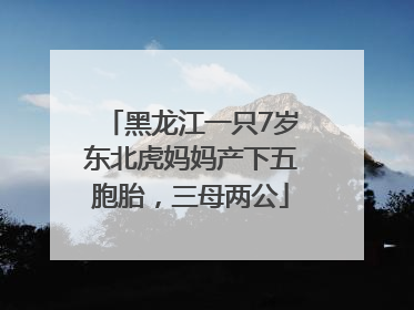 黑龙江一只7岁东北虎妈妈产下五胞胎，三母两公