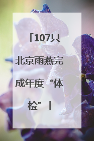107只北京雨燕完成年度“体检”
