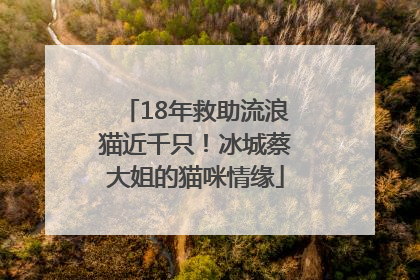18年救助流浪猫近千只！冰城蔡大姐的猫咪情缘